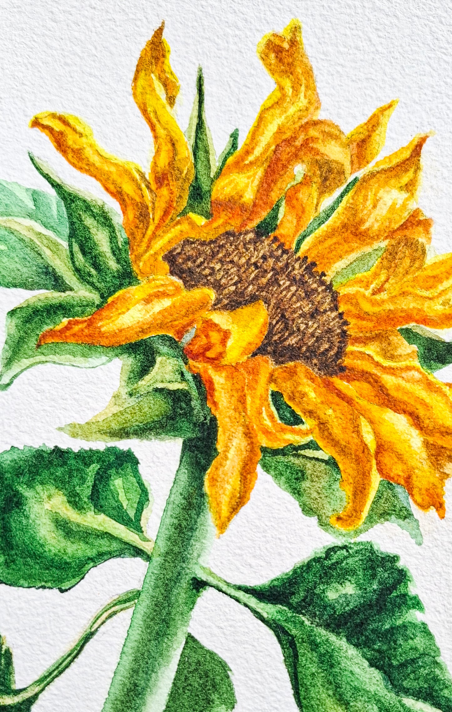 My Sunflower